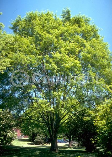 Green blooms; Deciduous; Broadleaf