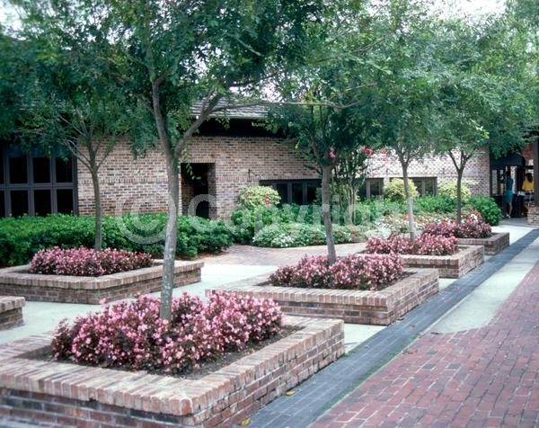 Green blooms; Deciduous; Broadleaf