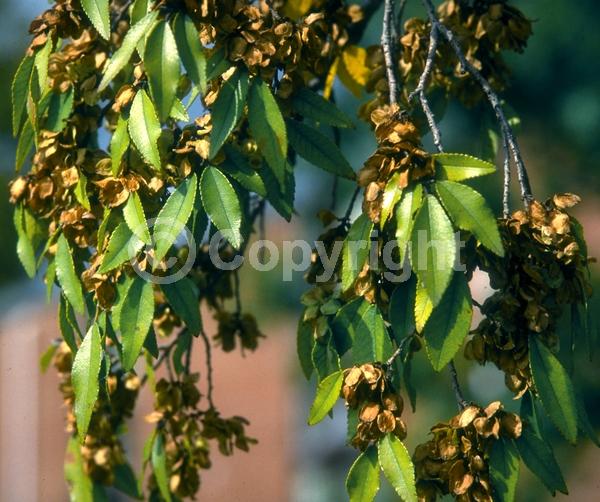 Green blooms; Deciduous; Broadleaf