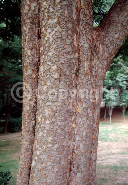 Green blooms; Deciduous; Broadleaf