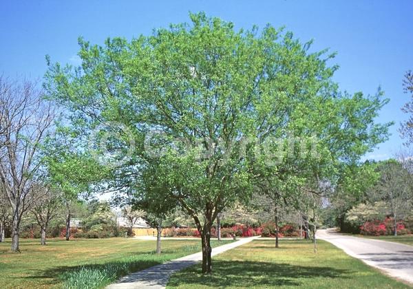 Green blooms; Deciduous; Broadleaf