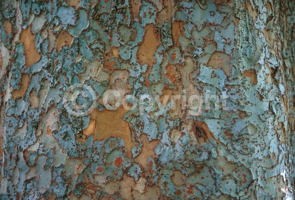 Green blooms; Deciduous; Broadleaf