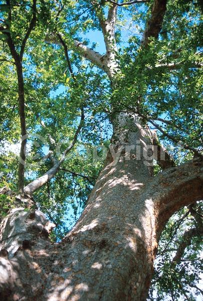 Green blooms; Deciduous; Broadleaf