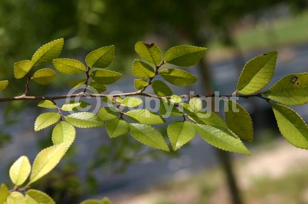 Red blooms; Deciduous; Broadleaf