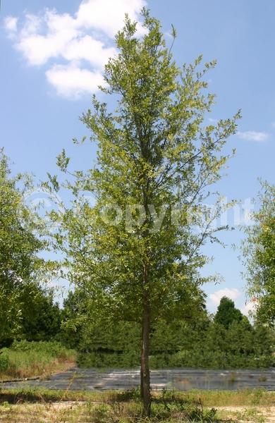 Red blooms; Deciduous; Broadleaf