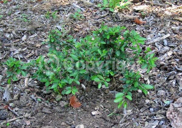 Deciduous; Broadleaf