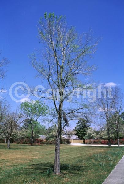 Green blooms; Deciduous; Broadleaf