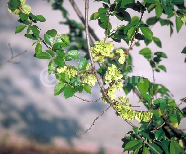 Green blooms; Deciduous; Broadleaf