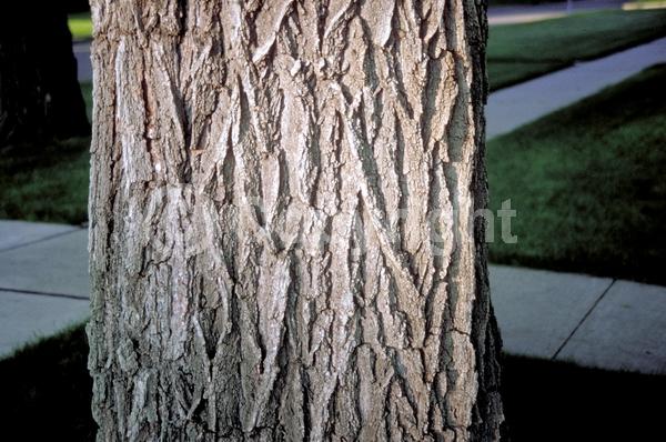 Green blooms; Deciduous; Broadleaf