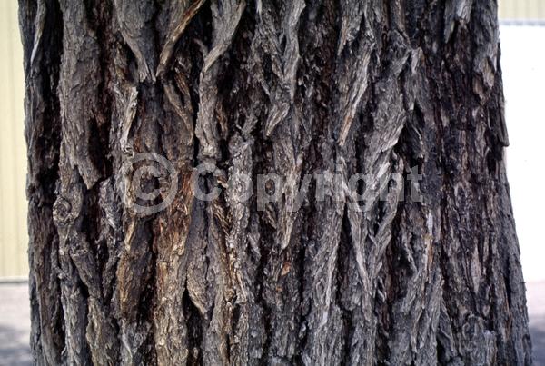Green blooms; Deciduous; Broadleaf