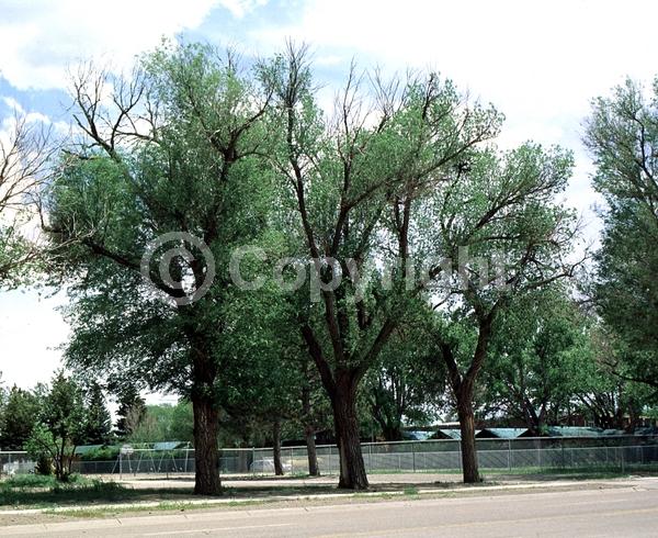 Green blooms; Deciduous; Broadleaf