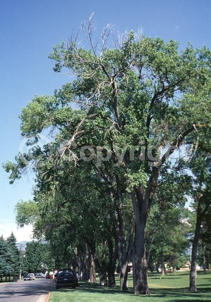 Green blooms; Deciduous; Broadleaf