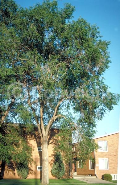 Green blooms; Deciduous; Broadleaf