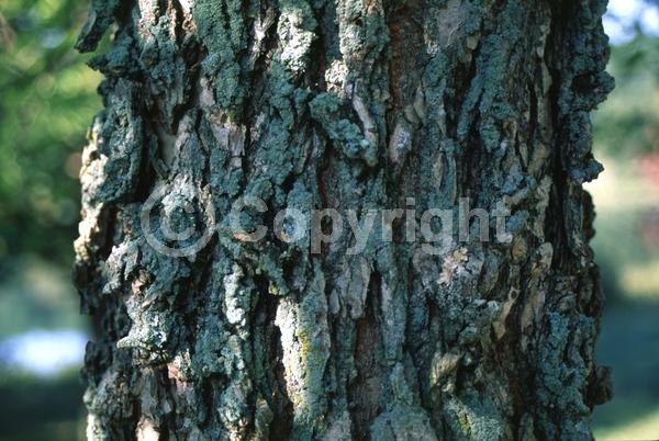 Green blooms; Deciduous; Broadleaf; North American Native