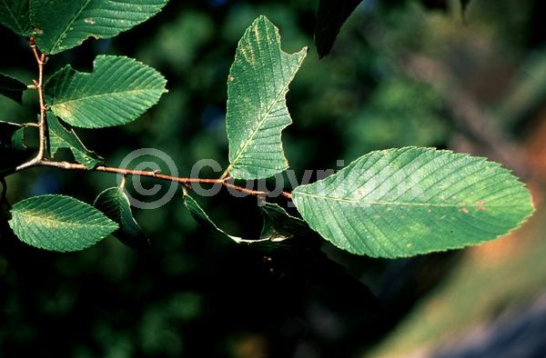 Green blooms; Deciduous; Broadleaf; North American Native