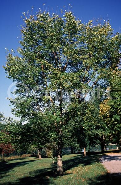 Green blooms; Deciduous; Broadleaf; North American Native