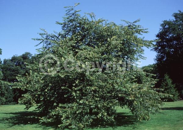 Green blooms; Deciduous; Broadleaf