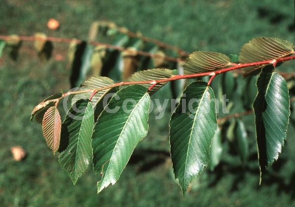 Green blooms; Deciduous; Broadleaf