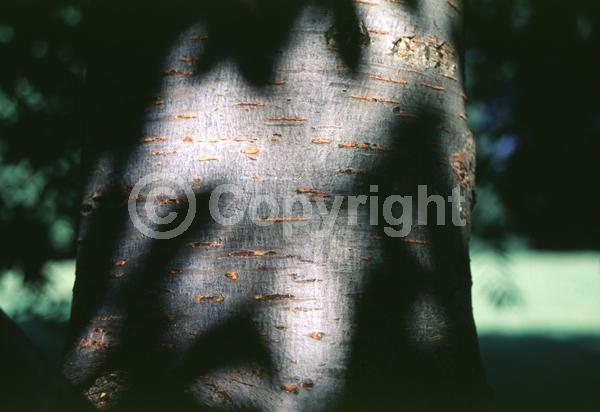 Green blooms; Deciduous; Broadleaf