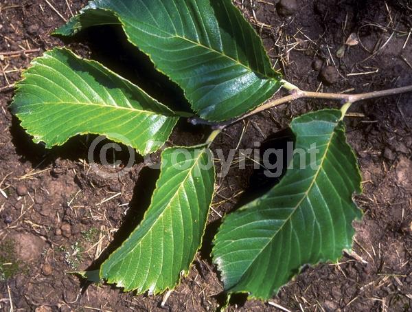 Green blooms; Deciduous
