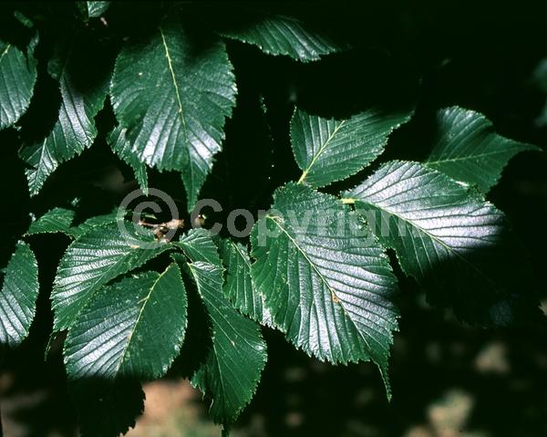 Green blooms; Deciduous; Broadleaf