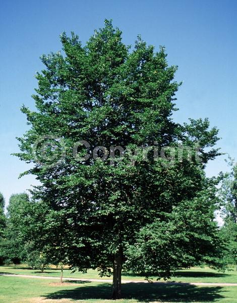 Green blooms; Deciduous; Broadleaf