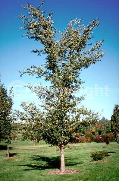 Green blooms; Deciduous; Broadleaf