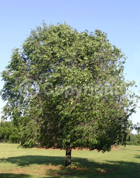 Green blooms; Deciduous; Broadleaf