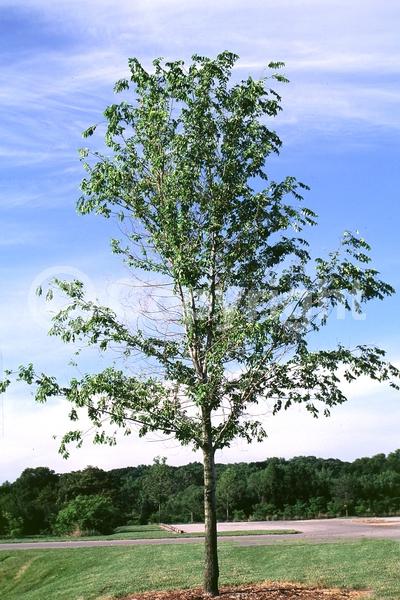 Green blooms; Deciduous; Broadleaf