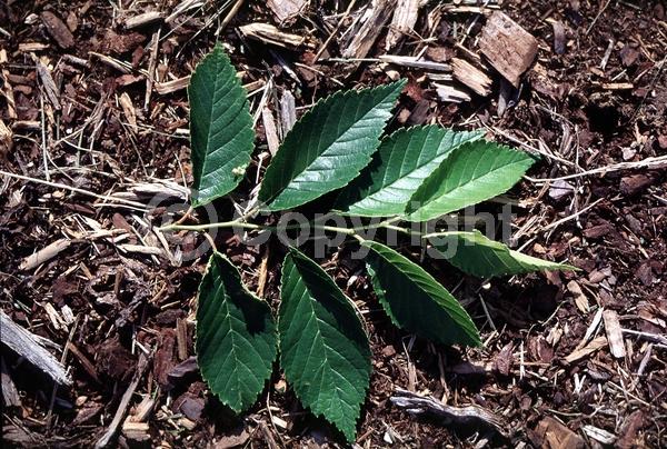Green blooms; Deciduous; Broadleaf