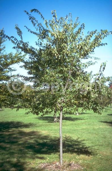 Green blooms; Deciduous; Broadleaf