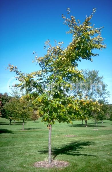 Green blooms; Deciduous; Broadleaf