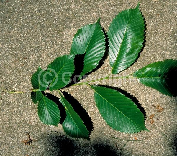 Green blooms; Deciduous; Broadleaf