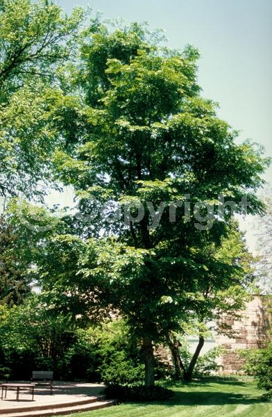 Green blooms; Deciduous; Broadleaf