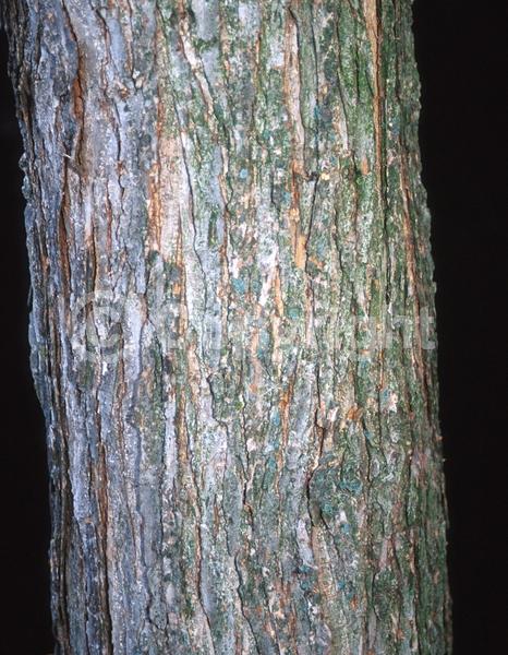 Green blooms; Deciduous; Broadleaf