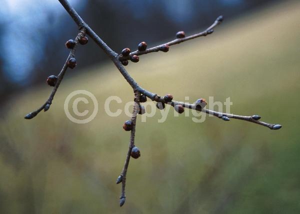 Green blooms; Deciduous; Broadleaf