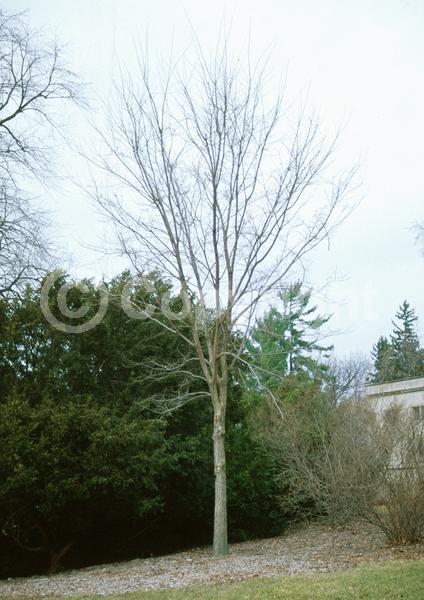 Green blooms; Deciduous; Broadleaf