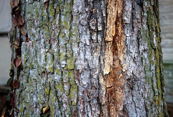 Green blooms; Deciduous; Broadleaf