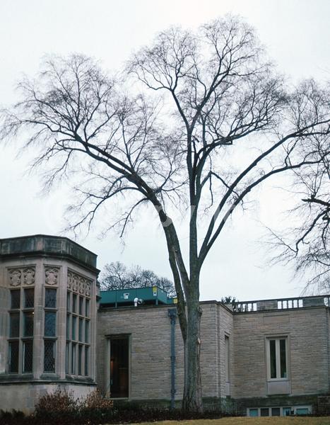 Green blooms; Deciduous; Broadleaf