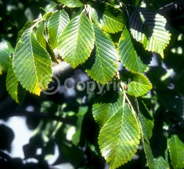 Green blooms; Deciduous; Broadleaf