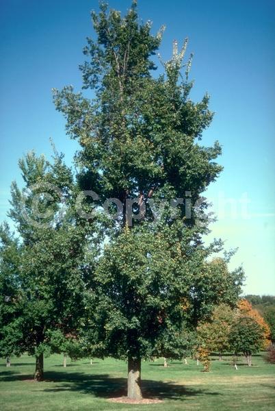 Green blooms; Deciduous; Broadleaf