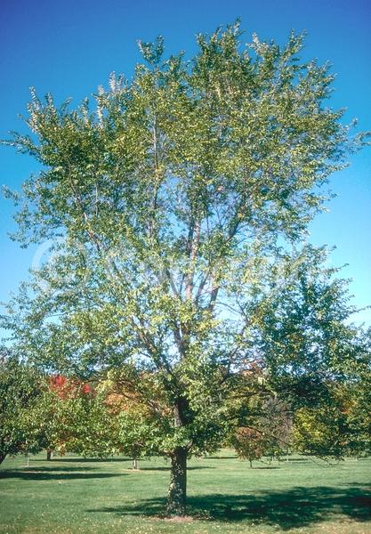 Green blooms; Deciduous; Broadleaf