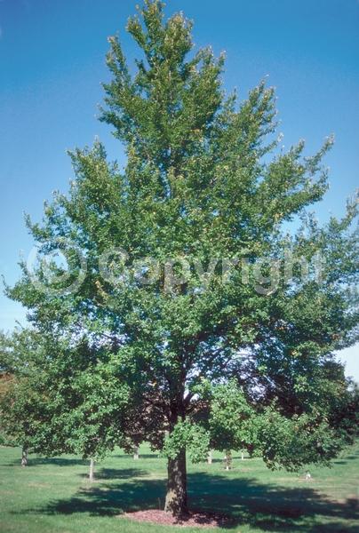 Green blooms; Deciduous; Broadleaf