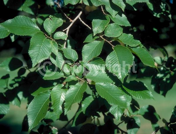 Green blooms; Deciduous; Broadleaf