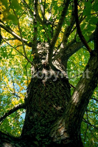 Green blooms; Deciduous; Broadleaf