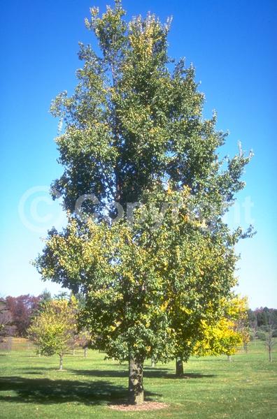 Green blooms; Deciduous; Broadleaf