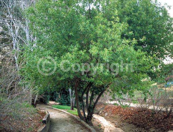 Yellow blooms; Evergreen; Needles or needle-like leaf; North American Native