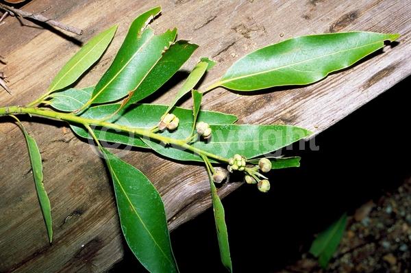 Yellow blooms; Evergreen; Needles or needle-like leaf; North American Native