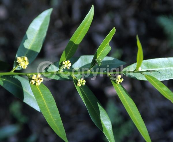 Yellow blooms; Evergreen; Needles or needle-like leaf; North American Native