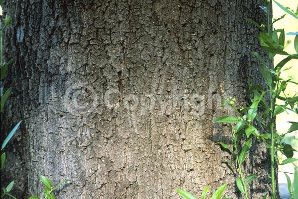 Yellow blooms; Evergreen; Needles or needle-like leaf; North American Native